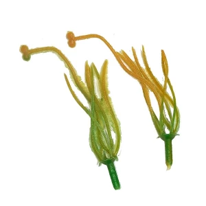 Фотография Добавка тычинка лилии жёлтая 10см 1815шт/кг
