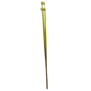 Товар Сухоцвет колоски с листиком на конце 946-002 90см