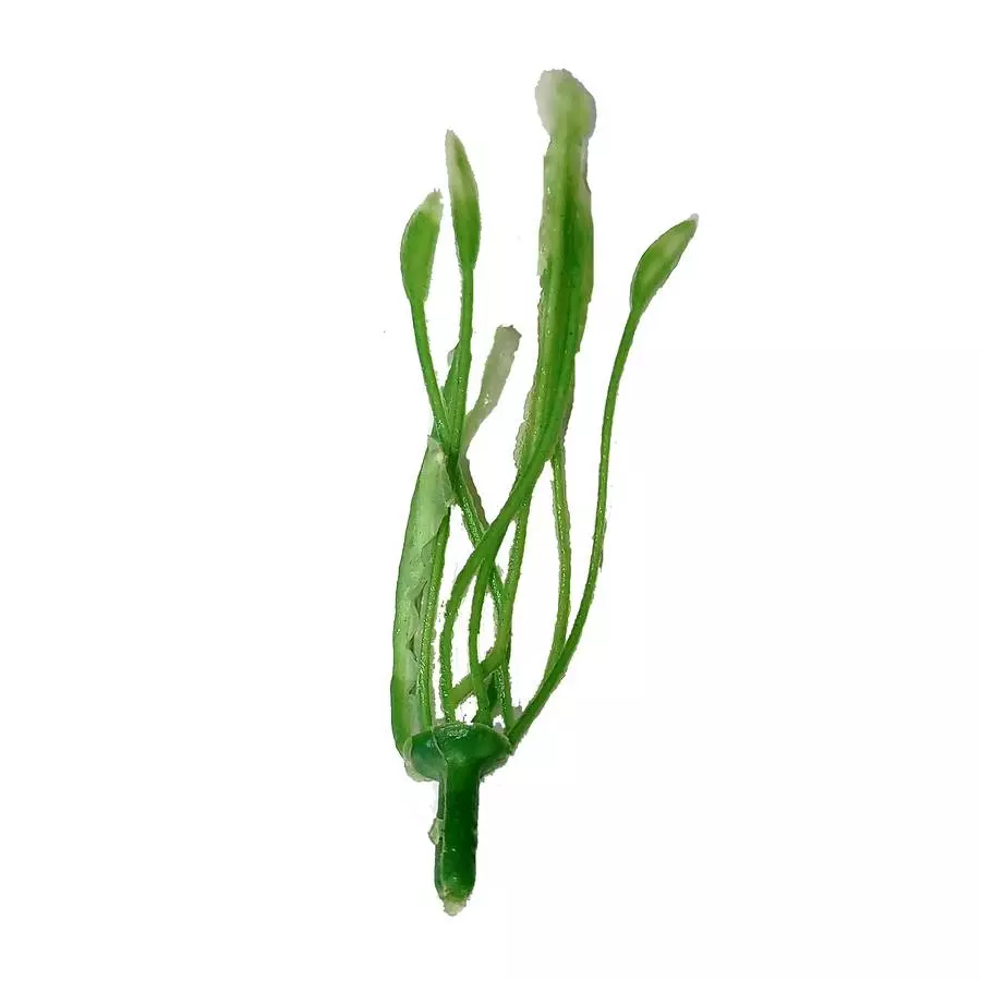 Добавка тычинка лилии салатово-белая 6,5см 2268шт/кг фото 3