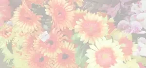 Прайс цветов со скидками