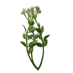 Фото Добавка на ветку сквозн. тройн. остр.лист. бел.цветки KPL-22 11,5см 619шт/кг