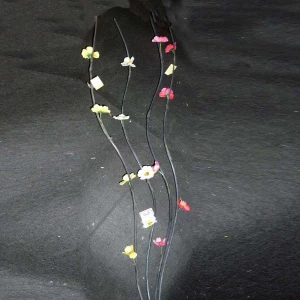 Покупаем по Великим Лукам Сухоцвет средние цветы 888-3 888-4 888-6 150см (цена за ветку)