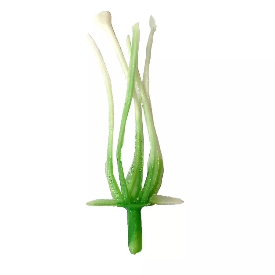 Добавка тычинка лилии бело-салатовая 6,5см 3145шт/кг фото 2