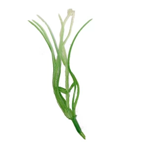 Фотография Добавка тычинка лилии салатово-белая 11,5см 1088шт/кг