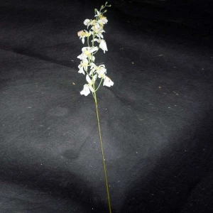 Фотография Ветка с цветочками 880-11 42см