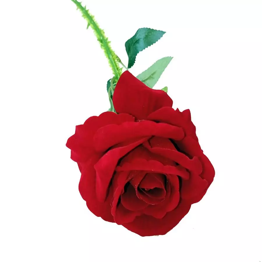 Фотография Бархатная роза на ветке с шипами и 2-мя листами 67см
