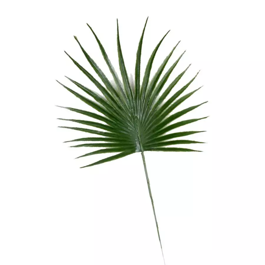 Фотография Лист пальмы круглый с острыми концами 2м270