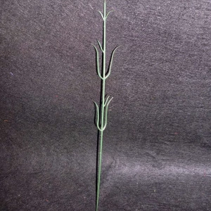 Фотография Стебель гвоздики без листьев 32см