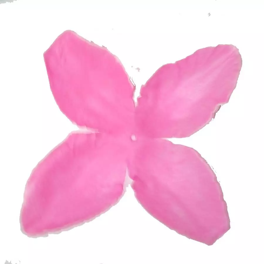 Заг-ка для розы YZ-5 розовой с белым.кантом 4-кон. малый узкий 10-13,5см 1520шт/кг фото 1