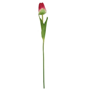 Заказываем  Тюльпан одиночный 6x8,5см с двойным листом 60см