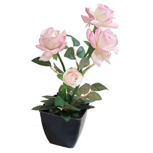 Фотография Цветы в горшке 5 роз с толстым стеблем
