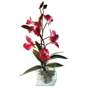 Фотография Орхидеи интерьерные в стеклянной вазе 2066