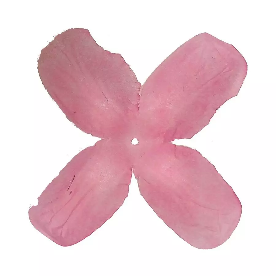 Заг-ка для розы YZ-2 розовой 4-кон. длинный 10-12,5см 1447шт/кг фото 1