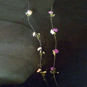 Фото Сухоцвет с цветами розы 880-6 60см