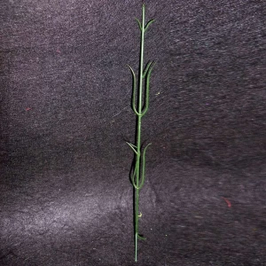 Фотография Стебель гвоздики без листьев 24см